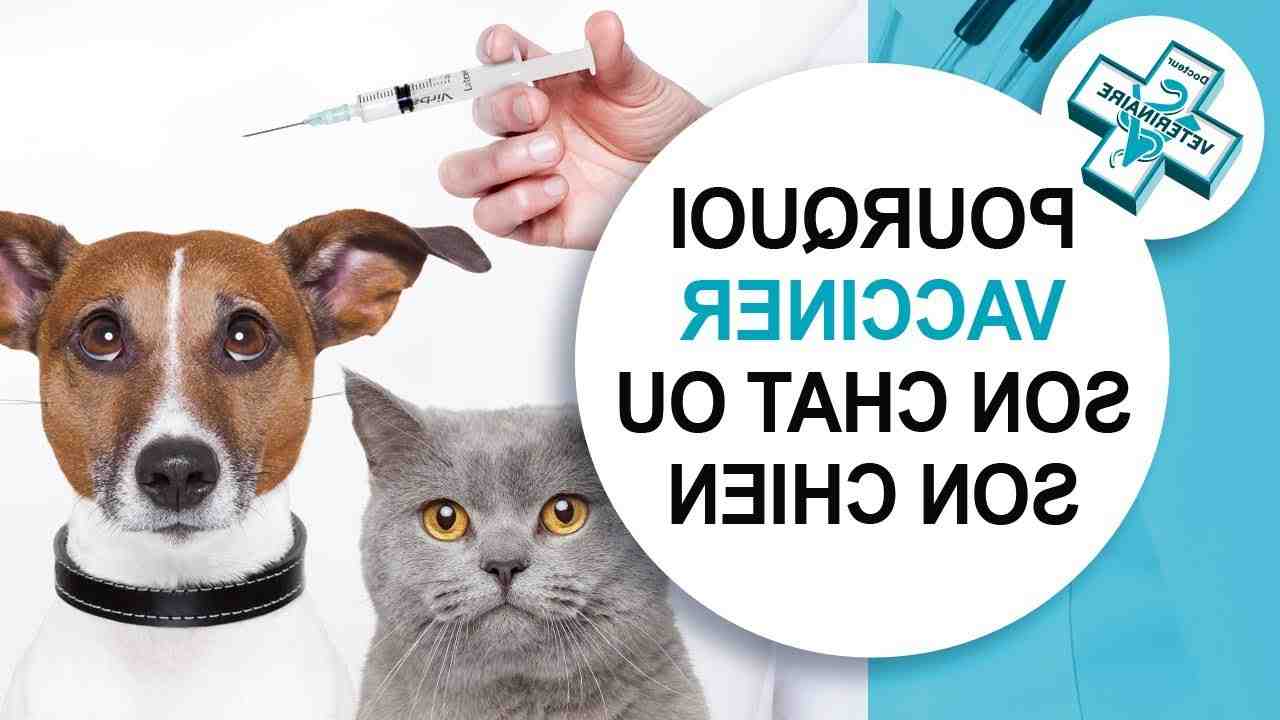 Comment faire vacciner son chat gratuitement ?