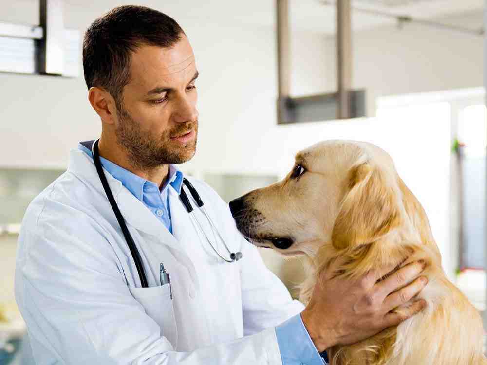 Comment payer les frais vétérinaire ?