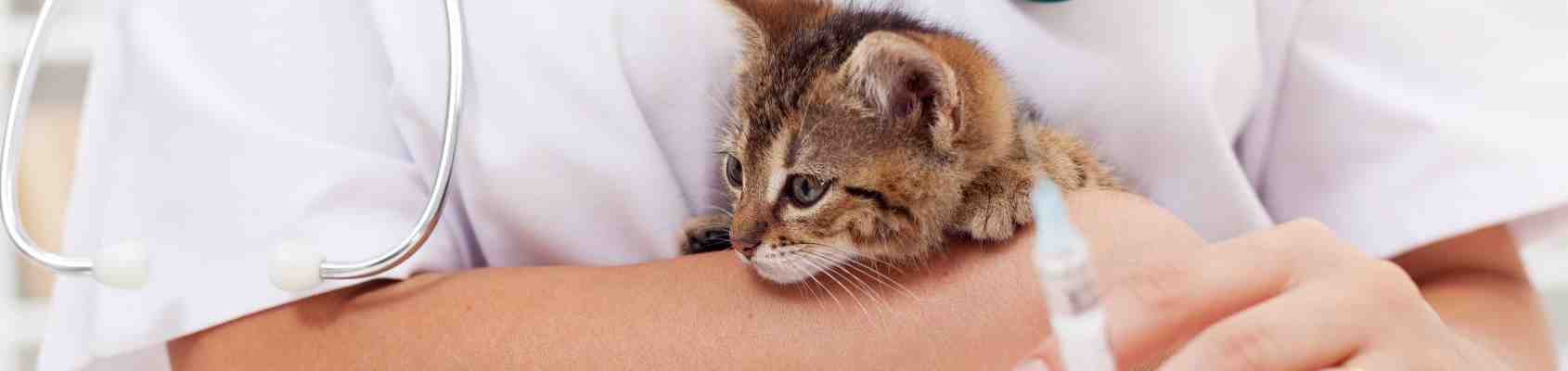 Est-il important de faire vacciner son chat ?