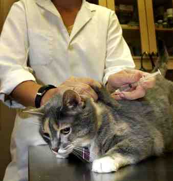 Est-il nécessaire de faire vacciner son chat tous les ans ?