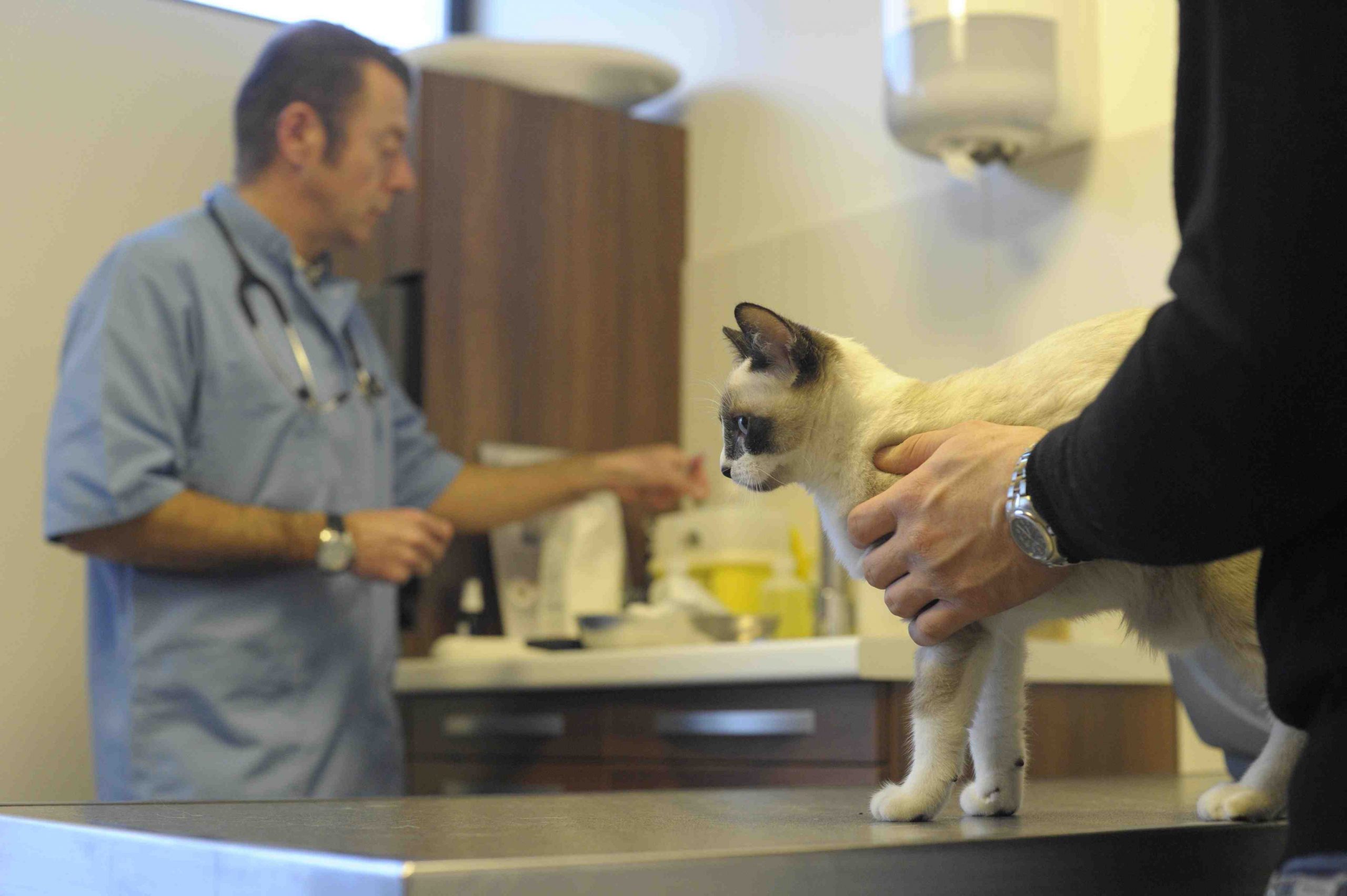 Est-il nécessaire de vacciner son chat ?