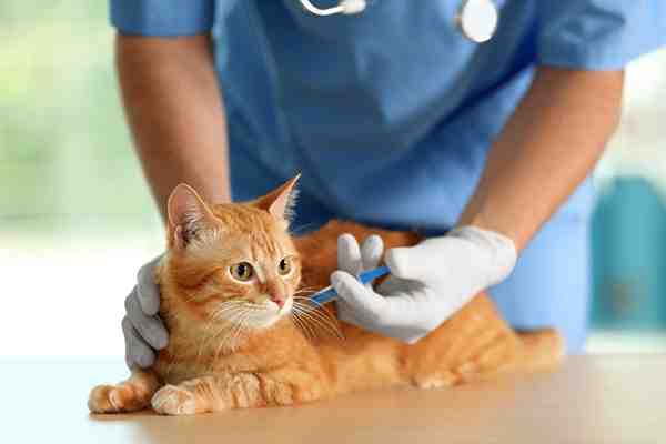 Pourquoi faire vacciner son chat tous les ans ?