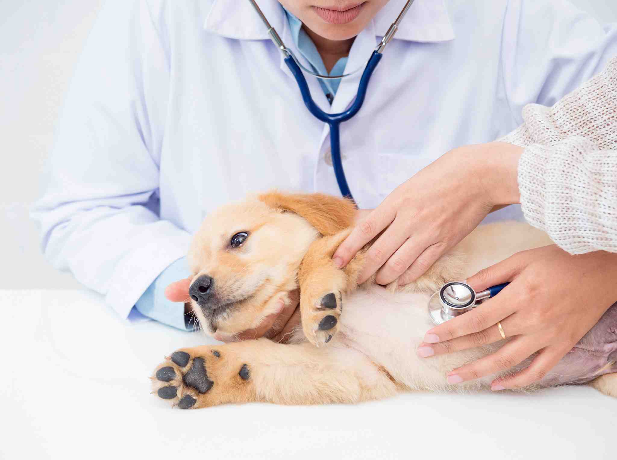 Pourquoi ne pas vacciner son chien ?