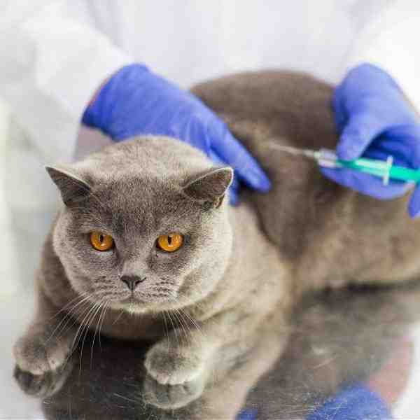 Quand Faut-il faire vacciner son chat ?