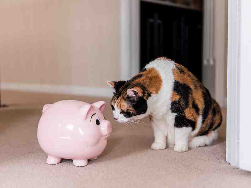 Quel budget prévoir pour un chat ?