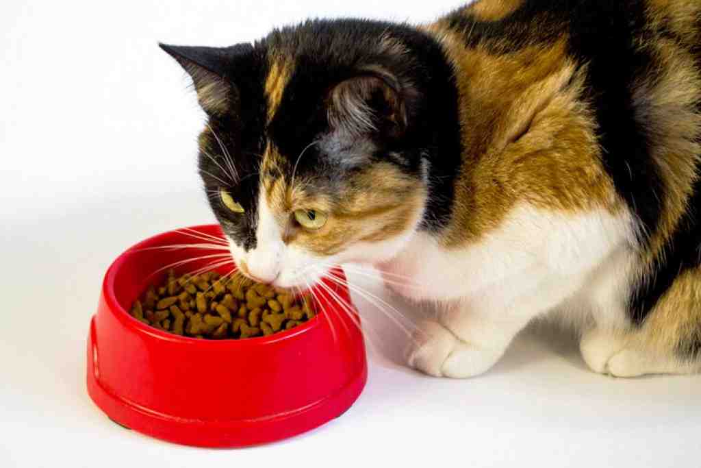 Quel est la meilleur nourriture pour chat ?