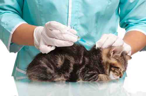 Quel est le prix d'un vaccin pour chat ?
