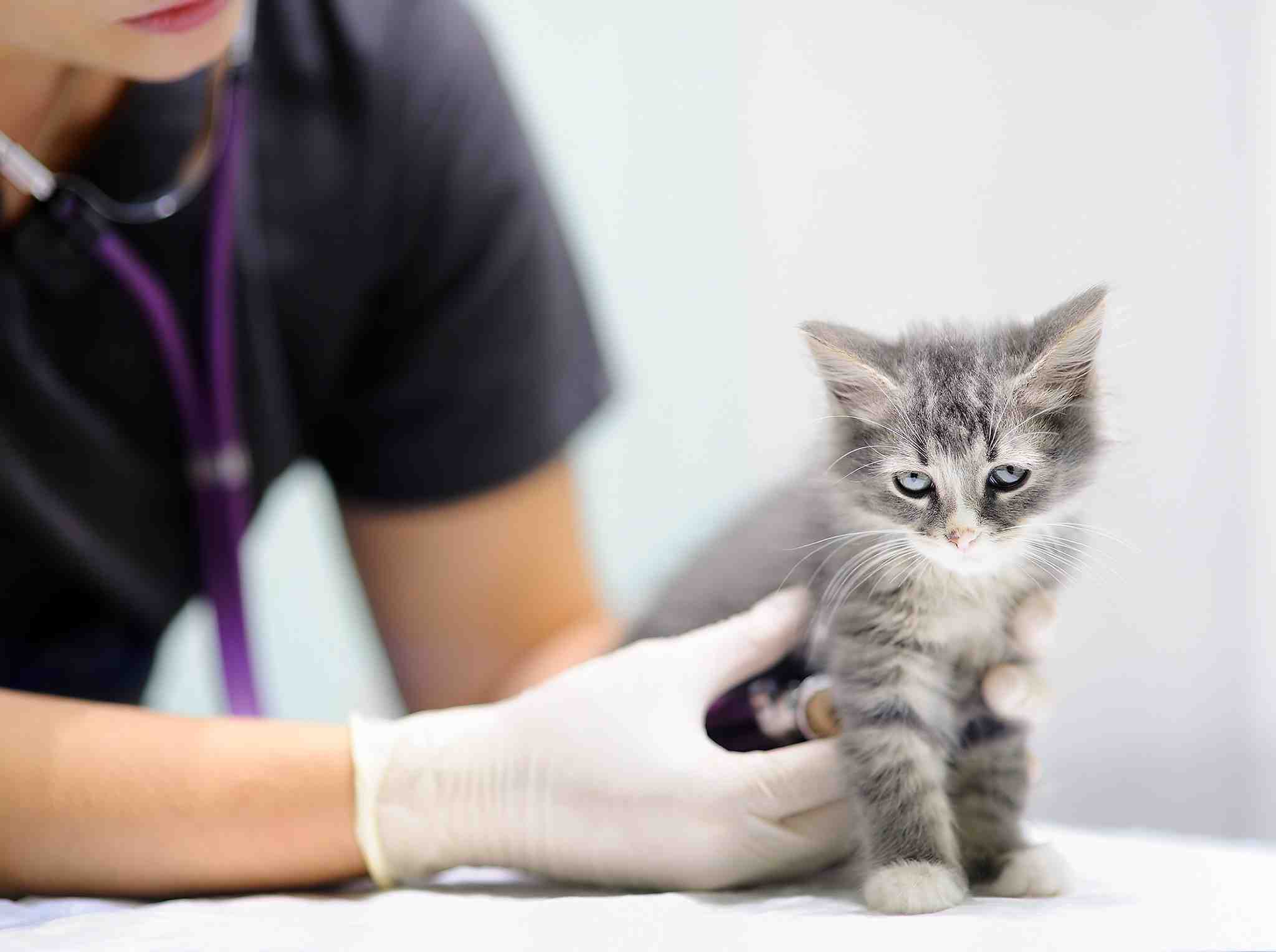 Quel prix pour vacciner un chat ?