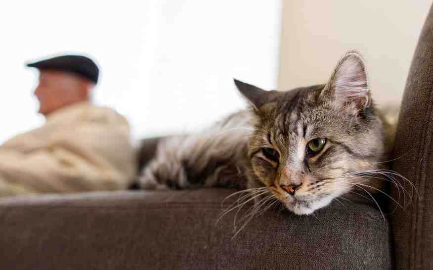 Quel race de chat est le mieux pour un appartement ?