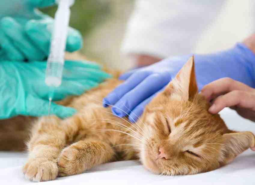 Quel âge pour vaccin chaton ?