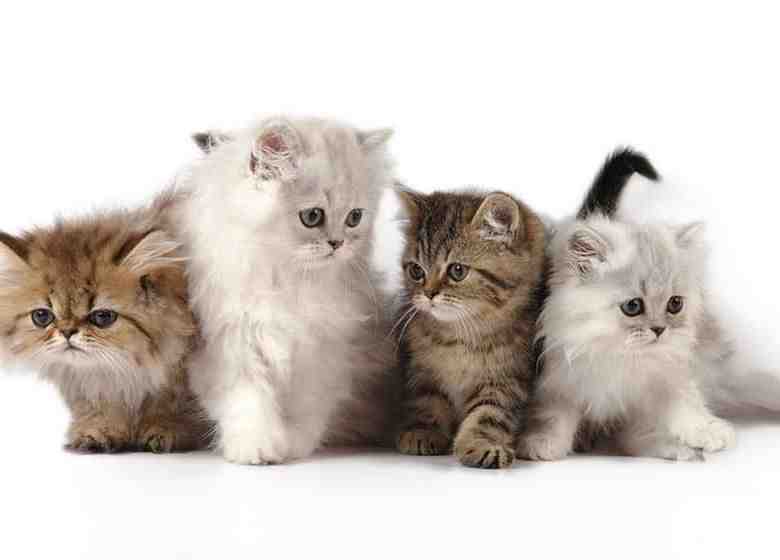 Quelle est la race de chat la plus calme ?
