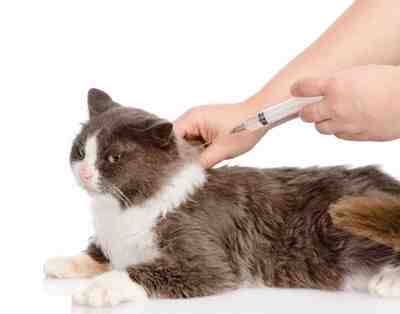 Quels sont les vaccins obligatoires pour les chats ?