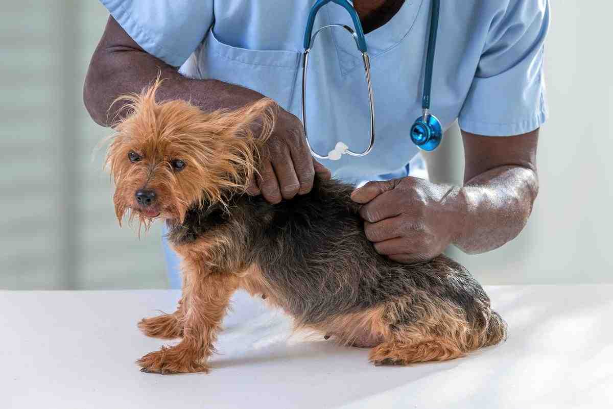 Quels sont les vaccins obligatoires pour les chiens ?