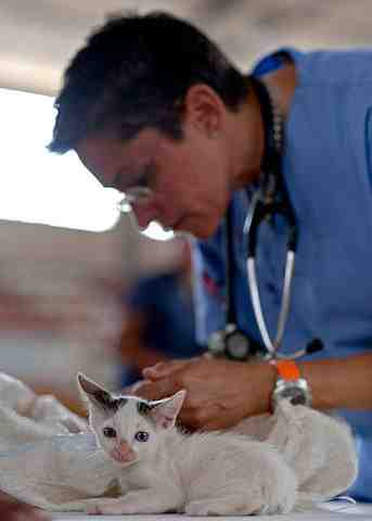 Quels sont les vaccins pour un chaton ?